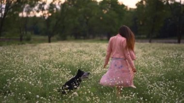 Papatya tarlasında köpeği olan bir kız dönüyor, eğleniyor. Hayvan Sınırı Collie ve İnsan