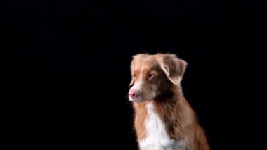 Köpek dudaklarını yalıyor. Siyah arka planda Nova Scotia Duck Tolling Retriever