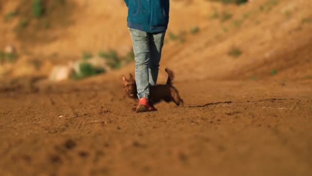Der Hund macht einen Trick, geht mit einer Schlange zu seinen Füßen spazieren. Gehorsamer Australian Terrier — Stockvideo