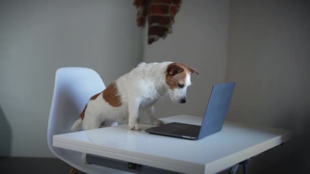 狗在笔记本电脑后面。杰克 · 鲁塞尔在一间小办公室里卖狗 — 图库视频影像