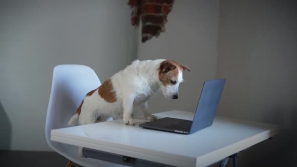 Chien derrière un ordinateur portable. Jack Russell terrier dans un bureau léger — Video