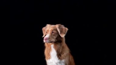 Köpek dudaklarını yalıyor. Siyah arka planda Nova Scotia Duck Tolling Retriever