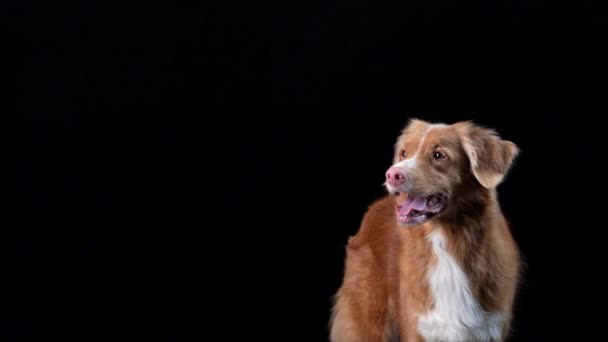 Il cane cattura il cibo. Al rallentatore. Nova Scotia Duck Tolling Retriever su fondo nero — Video Stock