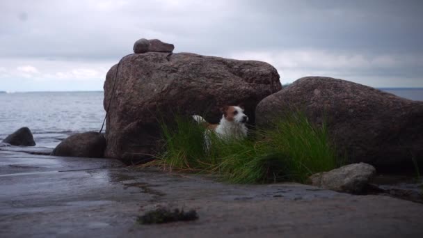 Um cão a cavar um buraco. Jack Russell terrier cava o chão — Vídeo de Stock