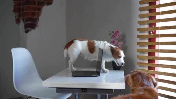 Dizüstü bilgisayarın arkasındaki köpek. Jack Russell Terrier hafif bir ofiste — Stok video