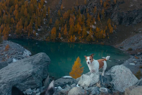 Cão em uma pedra em um lago de montanha. clima de outono. Jack Russell Terrier no fundo da natureza — Fotografia de Stock