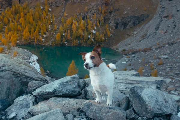 Cão em uma pedra em um lago de montanha. clima de outono. Jack Russell Terrier no fundo da natureza — Fotografia de Stock