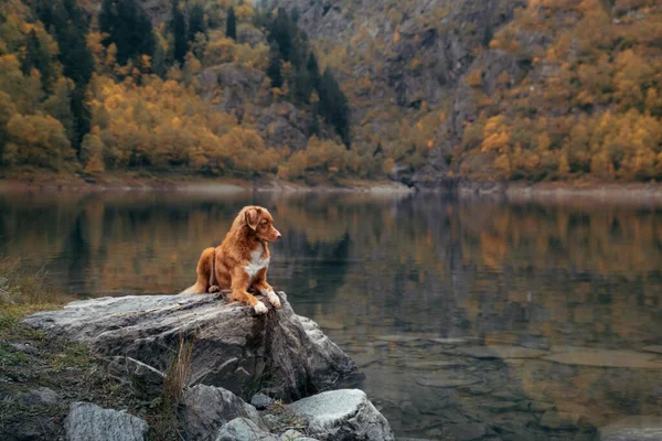 Chien sur une pierre sur un lac de montagne. humeur d'automne. Nouvelle-Écosse Duck Tolling Retriever sur fond de nature — Photo
