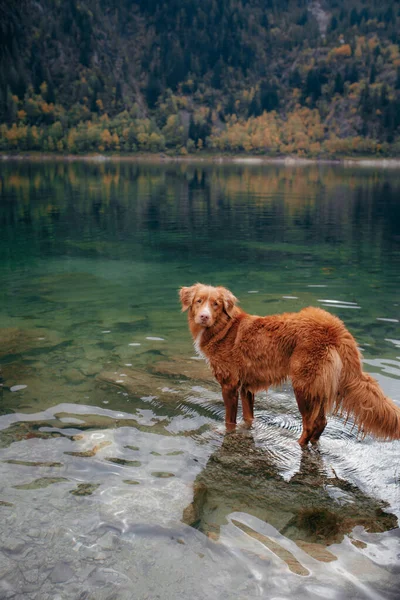 Kutya egy kövön egy hegyi tavon. Őszi hangulat. Új-Skócia Duck Tolling retriever a természet hátterében — Stock Fotó