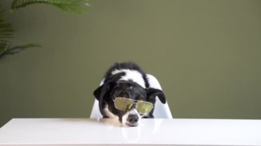 Masalarda gözlüklü komik köpek. Siyah-beyaz sınır çoban köpeği