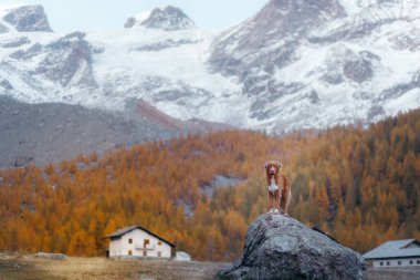 Dağlardaki köpek. Nova Scotia Duck Tolling Retriever gün batımında kayaların zirvesinde. - Evet. Evcil bir hayvanla yürüyüş.
