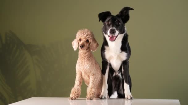 Zwei Hunde am Tisch. Border Collie und Pudel — Stockvideo