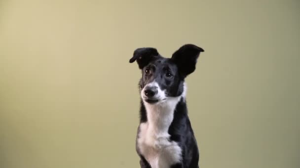 The Border Collie is waving its paw. dog indoors. happy pet — Stock Video