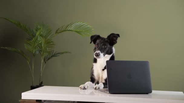 Border Collie at a work table with a laptop. Dog in the office. — Stock Video
