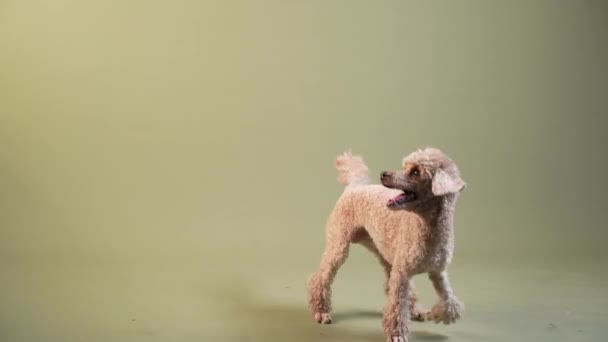 Der Pudel spielt und hat Spaß. Hund drinnen. glückliches Haustier — Stockvideo