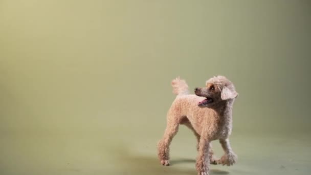 O poodle está jogando, se divertindo. Cão dentro de casa. animal de estimação feliz — Vídeo de Stock