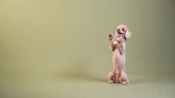 De poedel speelt, amuseert zich. hond binnen. gelukkig huisdier — Stockvideo