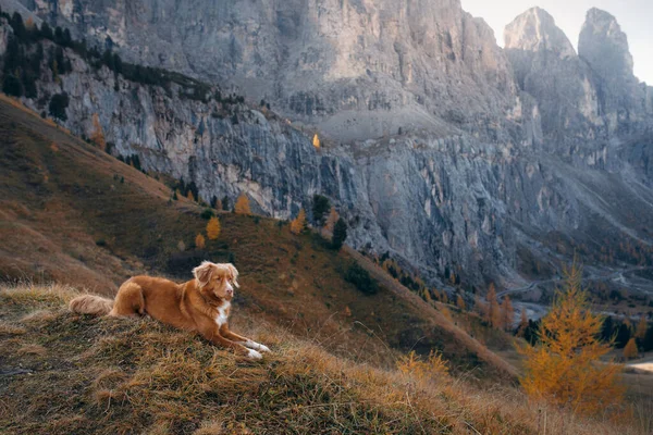 Dog in the mountains. Nova Scotia Duck Tolling Retriever on peak of rocks at sunset. . Hiking with a pet — Stock Photo, Image