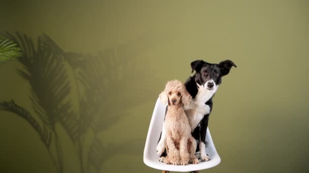 Δύο σκυλιά στην καρέκλα. Κολί συνόρων και κανίς — Αρχείο Βίντεο