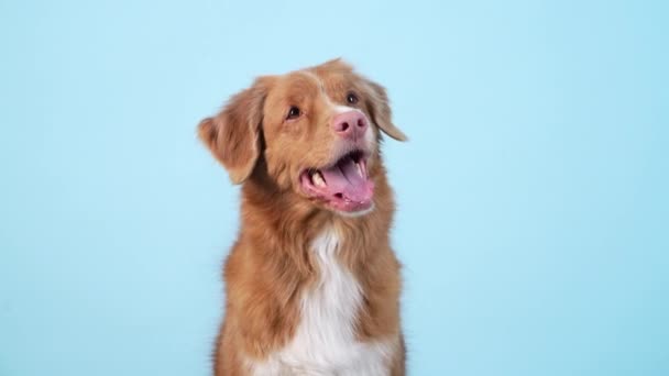 Perro muestra trucos, da una pata. Obedecedor Nova Scotia Duck Tolling Retriever — Vídeos de Stock