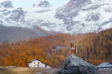 Dağlardaki köpek. Nova Scotia Duck Tolling Gün batımında kayaların zirvesinde. . 