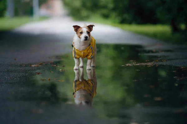 Hond in een regenjas op straat. Jack Russell staat bij een plas.. — Stockfoto