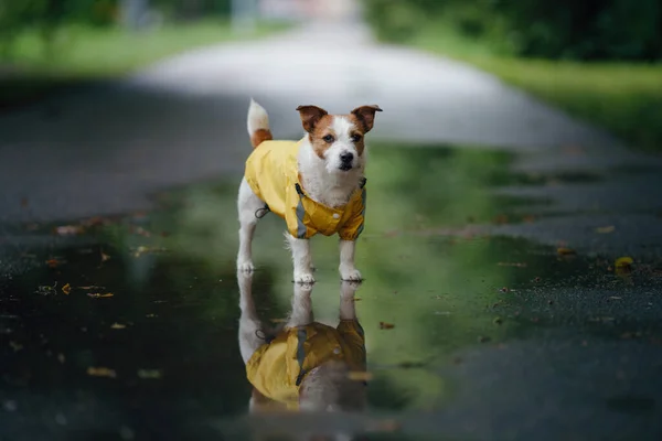 Cão de capa de chuva na rua. O Jack Russell está junto a uma poça.. — Fotografia de Stock