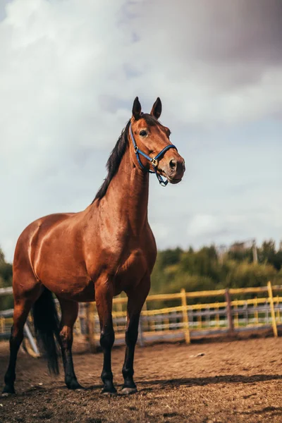 Horse in the paddock, Outdoors, rider — Stock Photo, Image