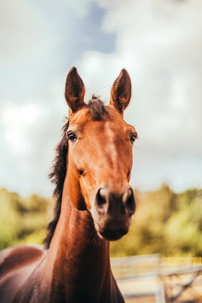 Caballo en el paddock, Aire libre, jinete — Foto de Stock