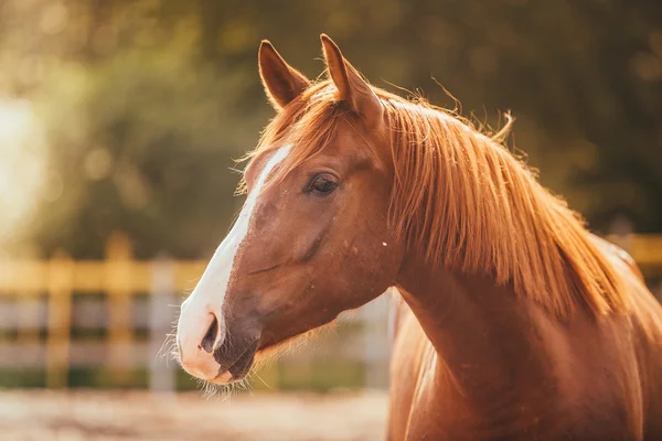 Caballo en el paddock, Aire libre, jinete — Foto de Stock