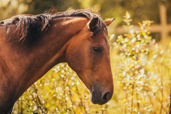 Cheval dans le paddock, En plein air, cavalier — Photo