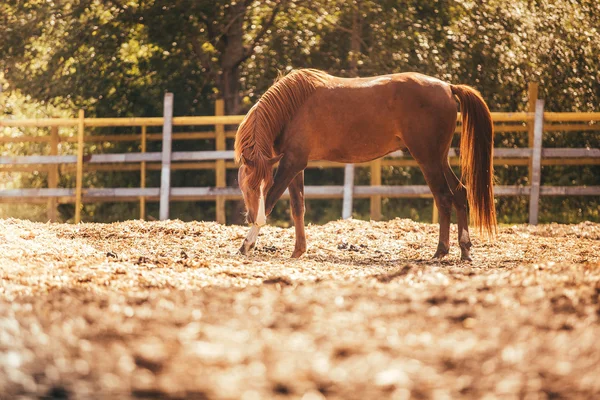Horse in the paddock, Outdoors, rider — Stock Photo, Image