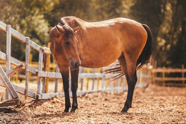 Caballo en el paddock, Aire libre, jinete — Foto de Stock