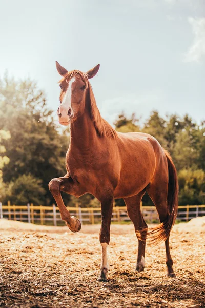 Horse in the paddock, Outdoors, rider — Stock Photo, Image