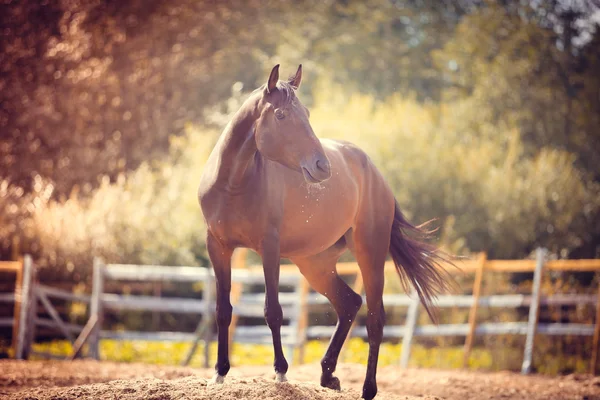 Cavallo nel paddock, All'aperto, cavaliere — Foto Stock