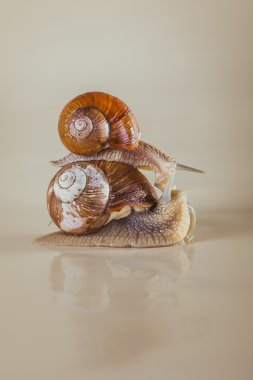 Snails, iletişim, tarama