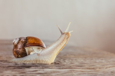 yumuşakçalar, çimen, balçık, üzüm salyangoz, parlak kabuk, sürüngenler