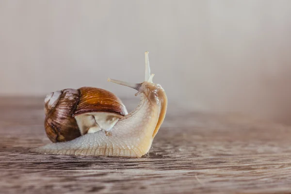 Snails, communicate, crawl — Stock Photo, Image