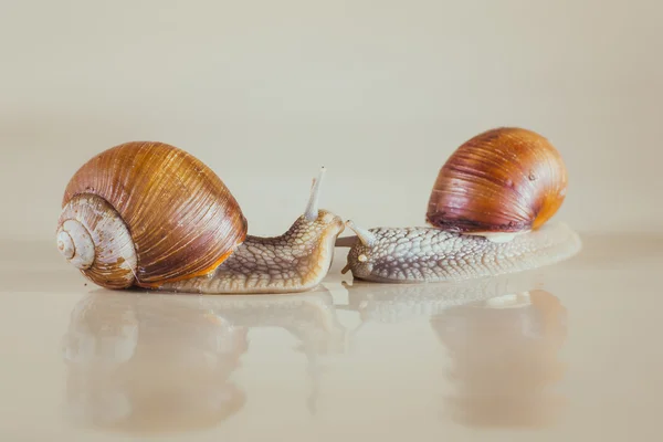 Mollusks, grass, slime, the grape snail, Bright shell, creeps — Stock Photo, Image