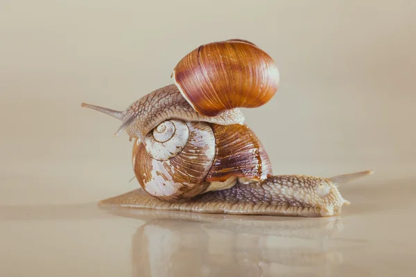 Mollusks, grass, slime, the grape snail, Bright shell, creeps — Stock Photo, Image