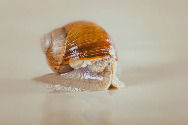 Moluscos, grama, lodo, o caracol de uva, concha brilhante, arrepios — Fotografia de Stock