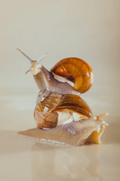 Mollusks, grass, slime, the grape snail, Bright shell, creeps — Stock Photo, Image