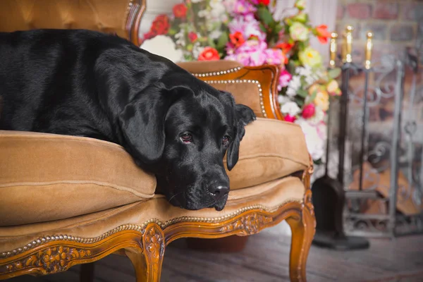 Dog, Labrador, interior, flowers, beautiful — Stock Photo, Image