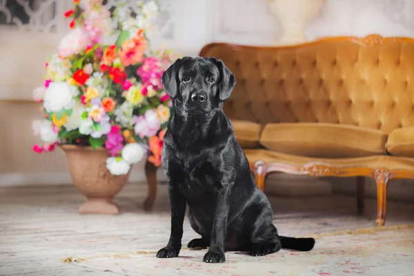 Cão, Labrador, interior, flores, bonito — Fotografia de Stock