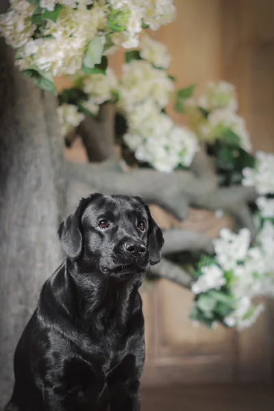 강아지, 래브라도, 인테리어, 꽃, 아름 다운 — 스톡 사진