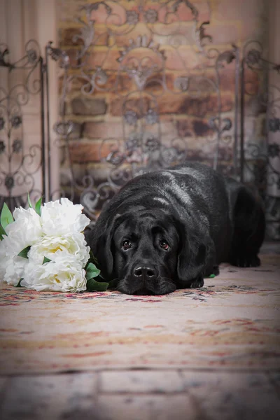 Köpek, labrador, iç mekan, çiçekler, güzel — Stok fotoğraf