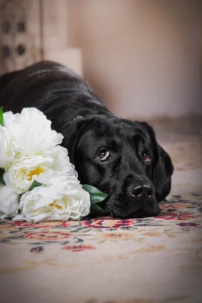 Cão, Labrador, interior, flores, bonito — Fotografia de Stock