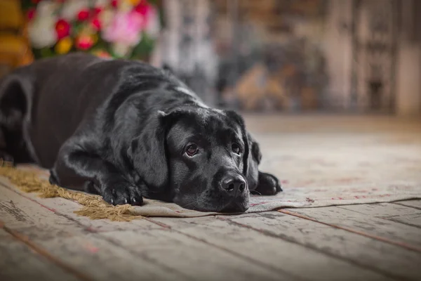 Cane, Labrador, interno, fiori, bellissimo — Foto Stock