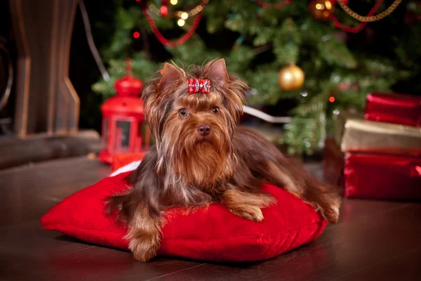 Yorkshire Terrier dog — Stock Photo, Image