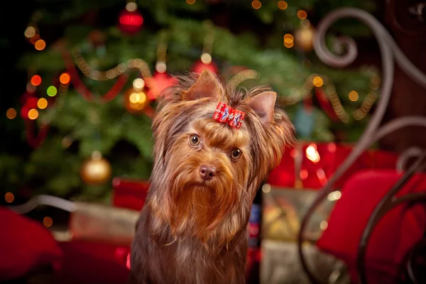 Yorkshire Terrier dog — Stock Photo, Image